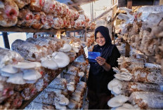 Indeks Bisnis UMKM BRI Triwulan II : Ketahanan UMKM Terjaga, Ditopang Optimisme Prospek Usaha