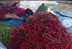 Harga Cabai di Tanjabtim Anjlok, Pasokan Melimpah