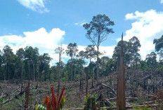 Kemenhut Kuasai Kembali 7.755 Ha Bekas Aktivitas Ilegal di Seblat