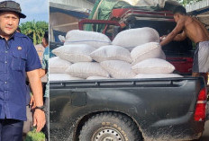 Pemkab Merangin Mulai Jual Produksi Jagungnya ke Bulog