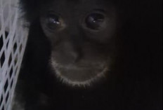 Jual Dua Ekor Siamang Lewat Facebook, Warga Jambi Diciduk Polisi