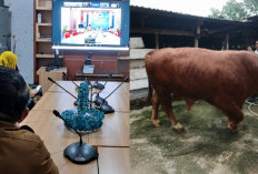 Desa Empang Benao Terima Sapi Kurban Bantuan Presiden Prabowo Seberat 826 Kg