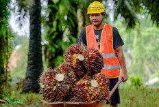 Harga TBS Sawit Bangka Tengah Merangkak Naik, Tertinggi Rp3.100/Kg, Ini Daftarnya Per 12 Juni 2026