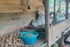 Pinang Ngelotok Tembus Rp20 Ribu per Kg