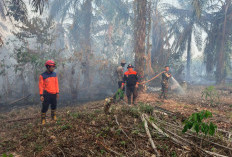 Terbaru, 228 Hektare Luas Lahan Terbakar di Batang Hari, ISPU Masih Sangat Tidak Sehat