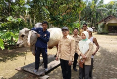 Sapi Kurban Presiden RI Dialokasikan di Masjid Raya Kampung Laut