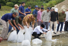 Gubernur Al Haris Tinjau Bendungan PLTA Danau Kerinci, Lepas 10.000 Benih Ikan 