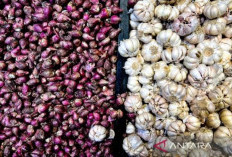 BPS: Harga Bawang Putih Turun Tipis di Awal Februari 2026