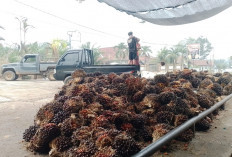 Begini Tahapan Penimbangan TBS Sawit di Muaro Jambi yang Menentukan Berat Bersih