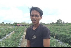 Harga Cabai Tinggi, Petani Keluhkan Buah Cabai Diserang Hama Jamur dan Banyak Membusuk. 