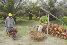 PTPN IV PalmCo Dorong Kesejahteraan Petani Lewat Serapan Maksimal TBS dan Edukasi Berkelanjutan
