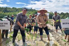 Bupati Kerinci Turun ke Sawah, Dorong Swasembada Benih