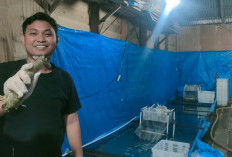 Permintaan Tinggi, Harga Udang Ketak Tanjabtim Meroket Tajam.. Berikut Harga Kisarannya..... 