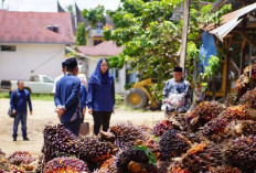Bupati Dharmasraya Soroti Anjloknya Harga TBS, PKS Dilarang Manipulasi
