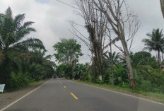 Warga Batanghari Lega Jalanan Sepi Bebas Macet Truk Batubara