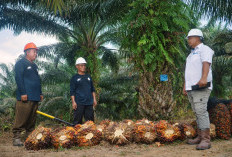 Harmoni Miniatur Indonesia, Mengelola 70 Ribu Tenaga Kerja Multikultur Jadi Kunci Produktivitas PTPN IV Palmco