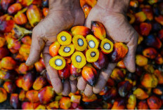 Genjot Sertifikasi Hijau, PTPN IV PalmCo Cetak Pertumbuhan Premium Price Hingga 148%