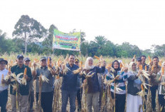 Panen Lagi, Visi Besar Bupati M. Syukur Perkuat Ketahanan Pangan
