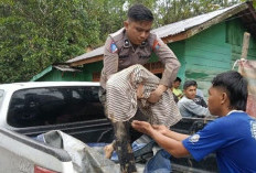 Bencana Alam di Sumut, Korban Meninggal Dunia Bertambah Jadi 318 Orang