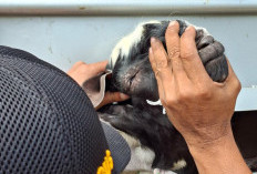 Antisipasi Wabah PPR, Barantin Tingkatkan Pengawasan Lalu Lintas Hewan Ternak di Jambi