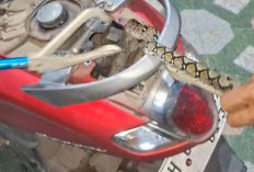 Damkartan Evakuasi Ular Piton Nyelip di Spakbor Motor