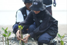 Hari Mangrove Sedunia 2026, BRI Peduli Libatkan Kelompok Tani Lokal Tanam 24.000 Mangrove
