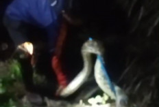 Ular Python Empat Meter Masuk Lokasi Usaha Milik Warga, Petugas Damkartan Turun Tangan