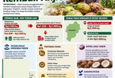 Belum Sebulan Naik, Harga Kelapa Tanjabtim Kembali Anjlok