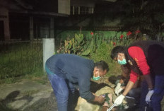 Jenazah Laki-laki Tanpa Identitas Dievakuasi ke RS Bhayangkara Jambi 