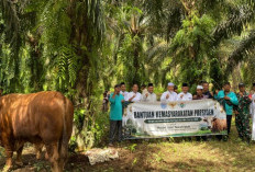 Wabup A. Khafidh Serahkan Sapi Kurban Bantuan Presiden di Empang Benao
