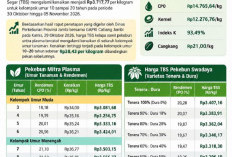 Harga TBS Sawit Jambi Meroket Jadi Rp3.717/Kg, Ini Rincian Harga TBS 30 Oktober-5 November 2026