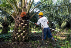 Akhir Tahun 2025, Harga TBS Kelapa Sawit Jambi Turun, Ini Daftar Harga TBS 26 Desember 2025-1 Januari 2026