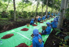 Awali 2026, Ekspor Kopi Jawa PTPN IV Tembus Pasar Inggris dan Amerika Serikat