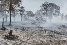 Api Padam, Asap Masih Mengepul, 7 Hektare Lahan di Berbak Tanjabtim Hangus Terbakar