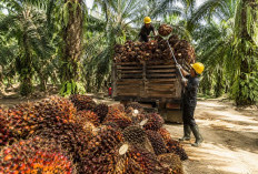 Turun Lagi! Harga Kelapa Sawit Jambi Jadi Rp 3.860,52 Per Kilo, Berikut Harga Baru TBS 15-21 Mei 2026 