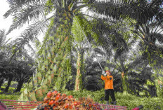 Sengketa Lahan Sawit, Polres Muaro Jambi Tangani Laporan Dugaan Penggelapan Buah Sawit Kelompok 12