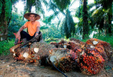 PTPN IV PalmCo Perkuat Kemitraan Petani demi Amankan Pasokan CPO dan Sukseskan Program B50