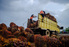 Kabar Baik Petani Kalteng, Harga TBS Sawit Periode I-Juli 2026 Naik Jadi Rp3.704,62/Kg, Ini Rincian Lengkapnya