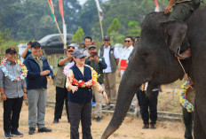 BKSDA Jambi Bersama Mitra PROTECT30 Tinjau Upaya Perlindungan Gajah Sumatra di Lanskap Bukit Tigapuluh