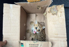 Perdagangan Satwa Liar Dilindungi di Jateng, Digagalkan Kemenhut. Begini Kronologisnya.... 