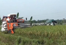 Panen Padi Muaro Jambi Tembus 22.646 Ton