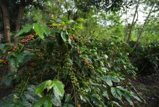 Produksi Kopi Tumbuh 225 Persen, Kopi Jadi Bintang Pertumbuhan Bisnis Non-Core PTPN IV PalmCo