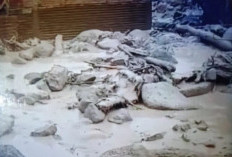 Banjir Bandang Kembali Landa Tanjung Raya Agam Kamis Siang