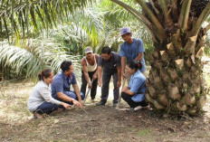BPDP: PalmCo Paling Aktif Dampingi Peremajaan Sawit Rakyat