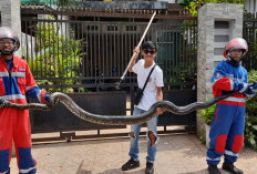 Bikin Merinding! Ular 25 Kg Muncul di Tengah Permukiman Warga Kota Jambi