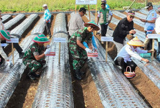 Danrem 042/Gapu Ikuti Penanaman Serentak Bawang Putih, Perkuat Percepatan Swasembada Nasional