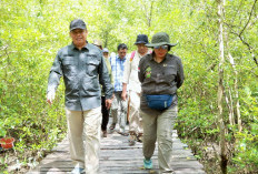 Wabup Katamso Sambut Tim Verifikasi Kementerian Kehutanan di Mangrove Pangkal Babu