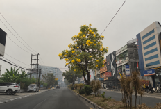 Bunga Tabebuya Merekah Cantik di Tengah Jerebu Jambi