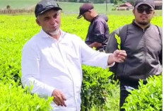 Region Head PTPN IV Regional 4 Tinjau Kebun Teh Danau Kembar, Tekankan Pemeliharaan Berkelanjutan