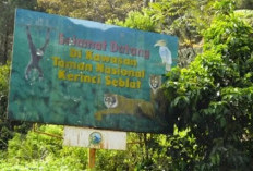 Kejari Sungai Penuh Selidiki Dugaan Jual Beli Lahan Ilegal di TNKS